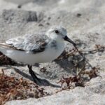 Foto de Playero blanco (), familia Scolopacidae, aves de Chile