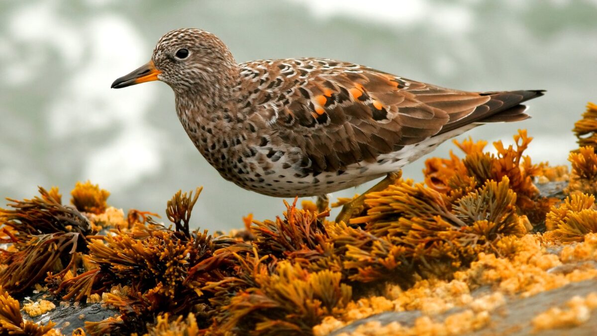Foto de Playero de las rompientes (Calidris virgata), familia Scolopacidae, aves de Chile