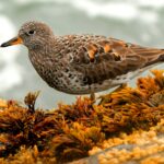 Foto de Playero de las rompientes (Calidris virgata), familia Scolopacidae, aves de Chile