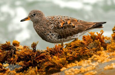 Foto de Playero de las rompientes (Calidris virgata), familia Scolopacidae, aves de Chile