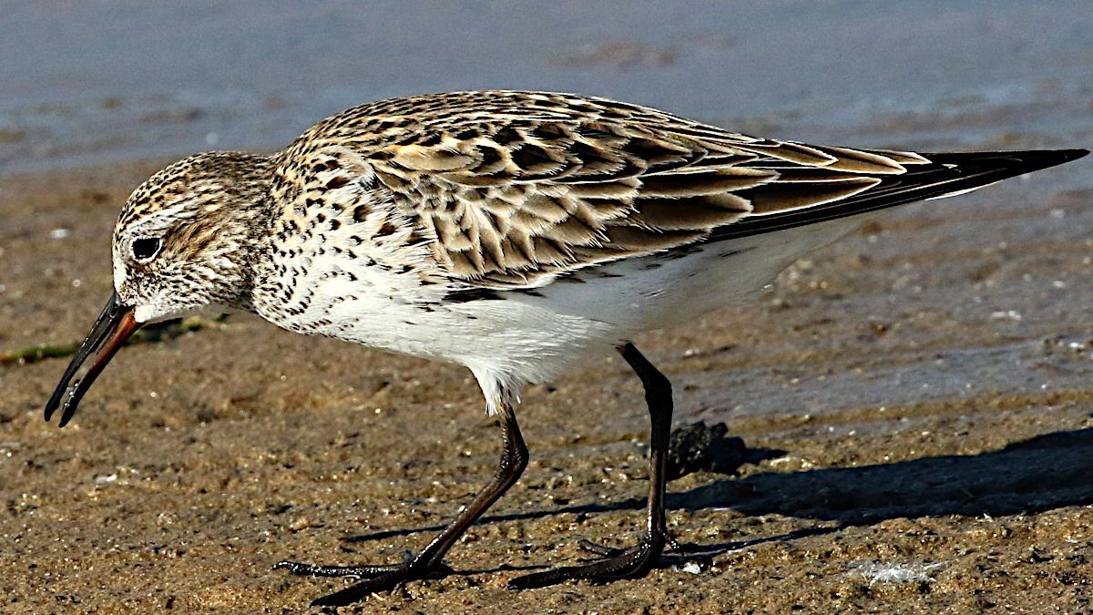 Foto de Playero de lomo blanco (Calidris fuscicolis), aves de Chile