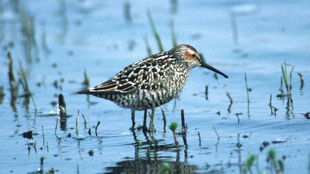 Foto de Playero de patas largas (Calidris himantopus), familia Scolopacidae, aves de Chile