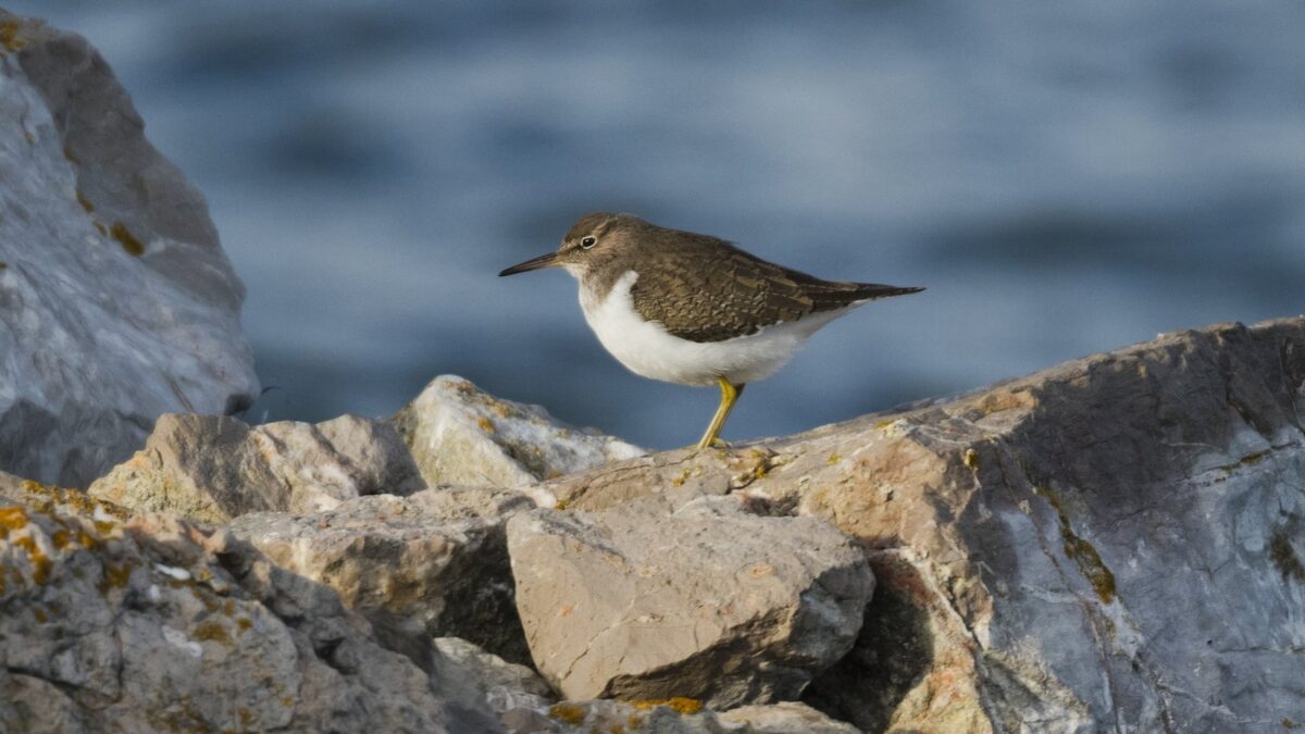 Foto de Playero enano (Calidris minutilla), familia Scolopacidae, aves de Chile