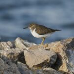 Foto de Playero enano (Calidris minutilla), familia Scolopacidae, aves de Chile