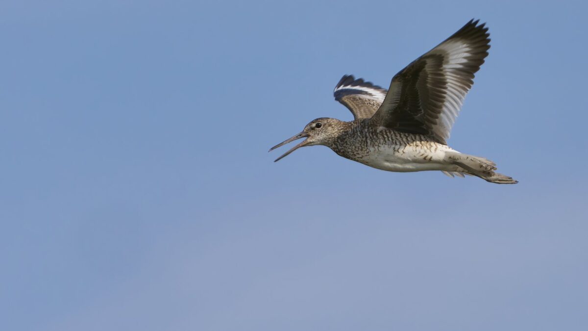 Foto de Playero grande (Tringa semipalmata), familia Scolopacidae, aves de Chile