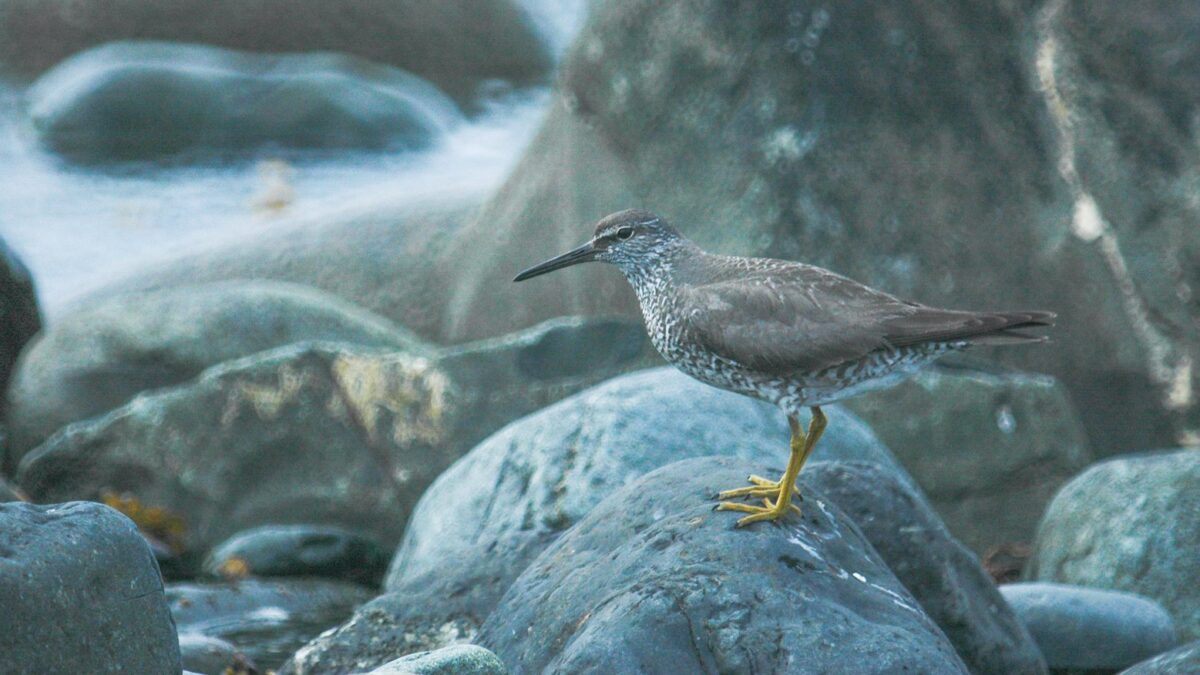 Foto de Playero gris (Tringa incana), familia Scolopacidae, aves de Chile