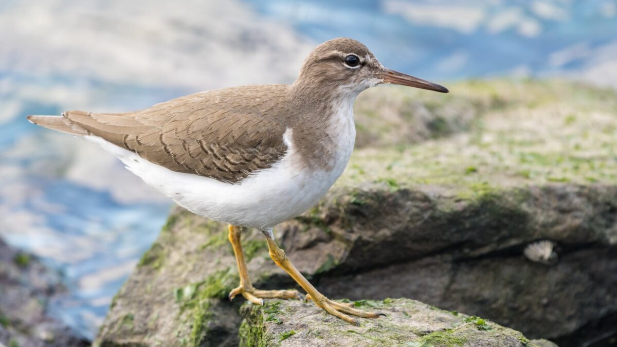Foto de Playero manchado (Actitis macularia), familia Scolopacidae, aves de Chile