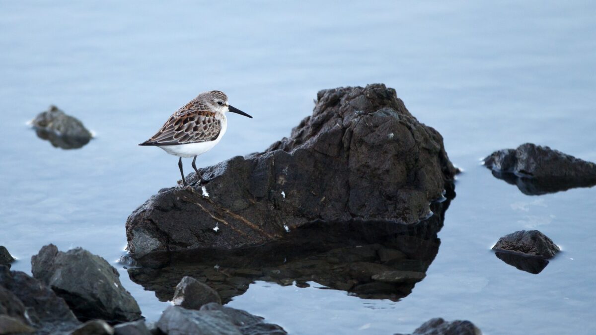 Foto de Playero occidental (Calidris mauri), familia Scolopacidae, aves de Chile