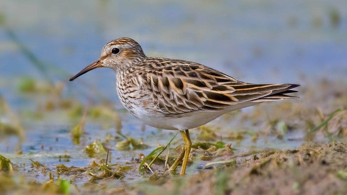 Foto de Playero pectoral (Calidris melanotos), familia Scolopacidae, aves de Chile