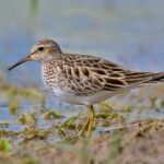 Foto de Playero pectoral (Calidris melanotos), familia Scolopacidae, aves de Chile