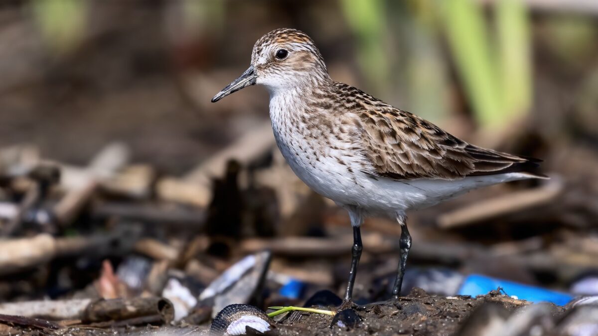 Foto de Playero semipalmado (Calidris pusilla), familia Scolopacidae, aves de Chile