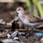 Foto de Playero semipalmado (Calidris pusilla), familia Scolopacidae, aves de Chile