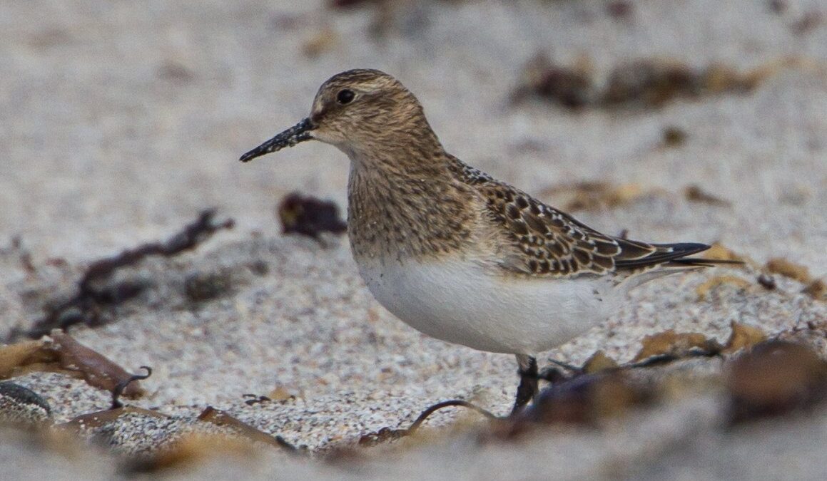 Foto de Playero ventinegro (Calidris bairdii), familia Scolopacidae, aves de Chile