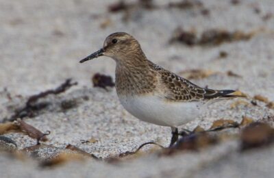 Foto de Playero ventinegro (Calidris bairdii), familia Scolopacidae, aves de Chile