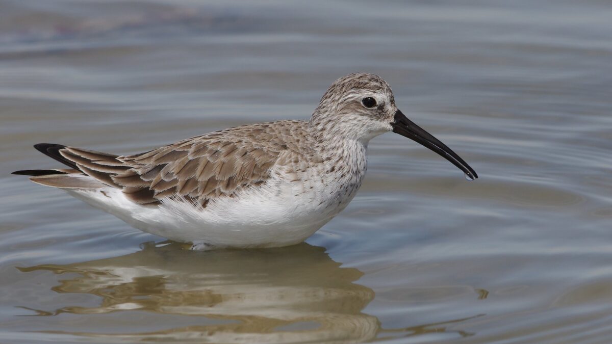 Foto de Playero zarapito (Calidris ferruginea), familia Scolopacidae, aves de Chile