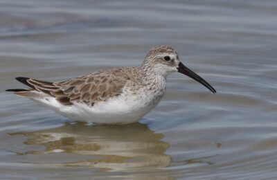 Foto de Playero zarapito (Calidris ferruginea), familia Scolopacidae, aves de Chile