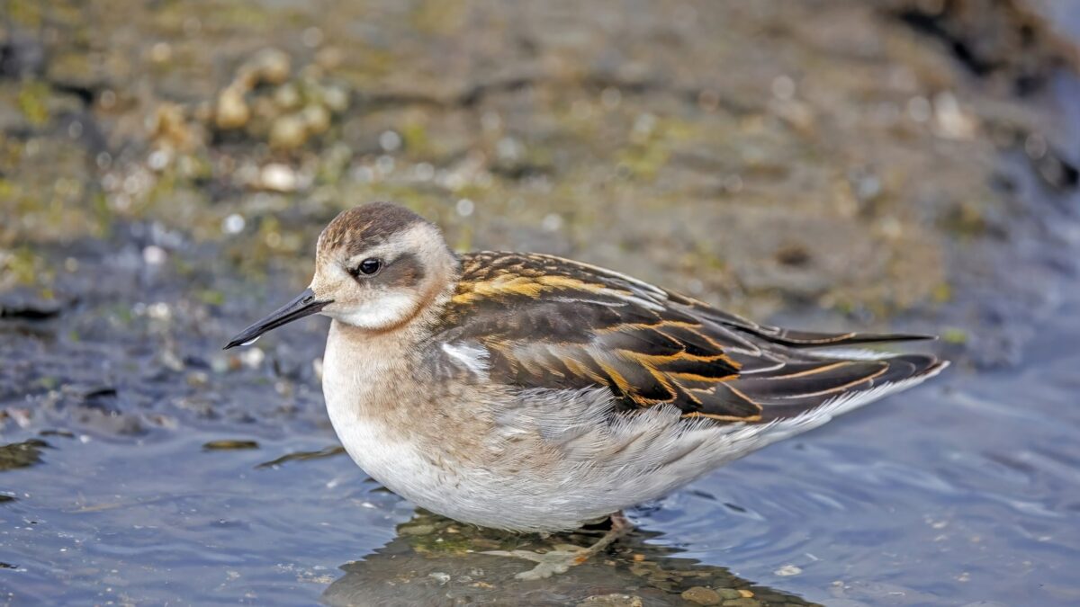 Foto de Pollito de mar boreal (Phalaropus lobatus), familia Scolopacidae, aves de Chile