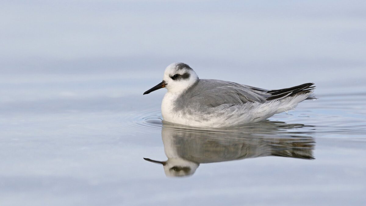 Foto de Pollito de mar rojizo (Phalaropus fulicarius), familia Scolopacidae, aves de Chile