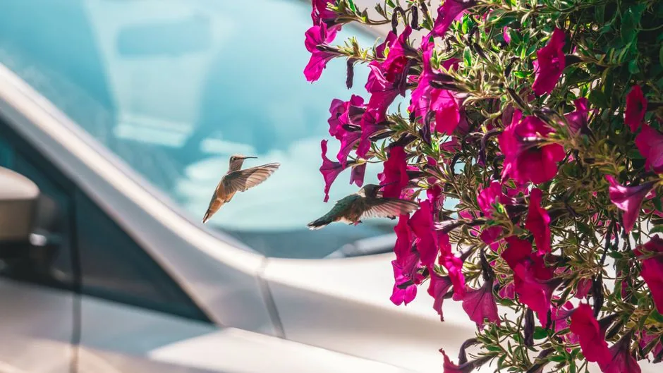 ¿Colibrí o picaflor? Son la misma ave (y por qué se les llama distinto) | avesnativaschilenas.cl
