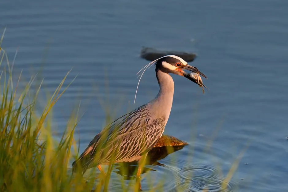 Qué significa ‘hay aves que cruzan el pantano y no se manchan’ | avesnativaschilenas.cl