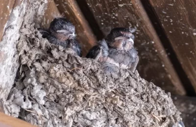 ¿Qué significa que una golondrina entre a tu casa? Significado espiritual | avesnativaschilenas.cl
