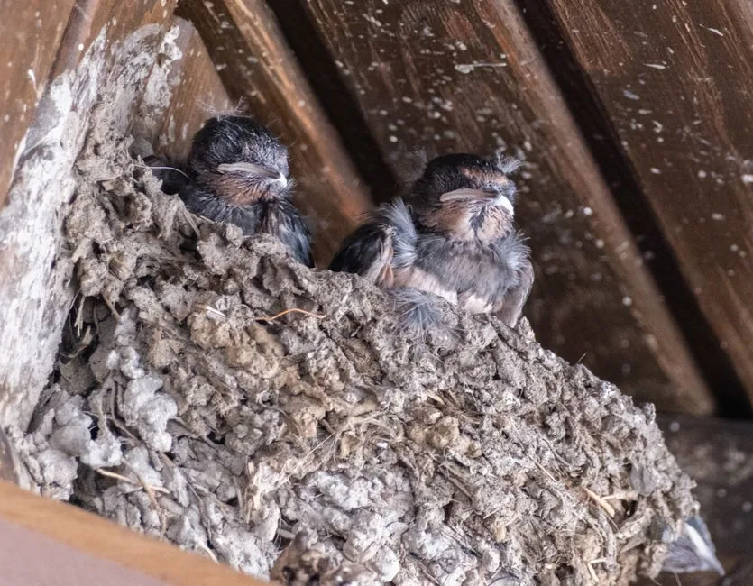 ¿Qué significa que una golondrina entre a tu casa? Significado espiritual | avesnativaschilenas.cl