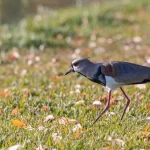 Queltehue (Vanellus chilensis): características, nido y por qué ataca | avesnativaschilenas.cl