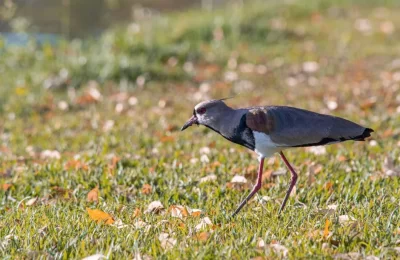 Queltehue (Vanellus chilensis): características, nido y por qué ataca | avesnativaschilenas.cl