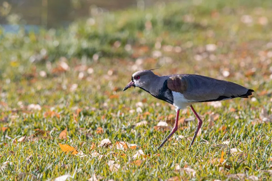 Queltehue (Vanellus chilensis): características, nido y por qué ataca | avesnativaschilenas.cl