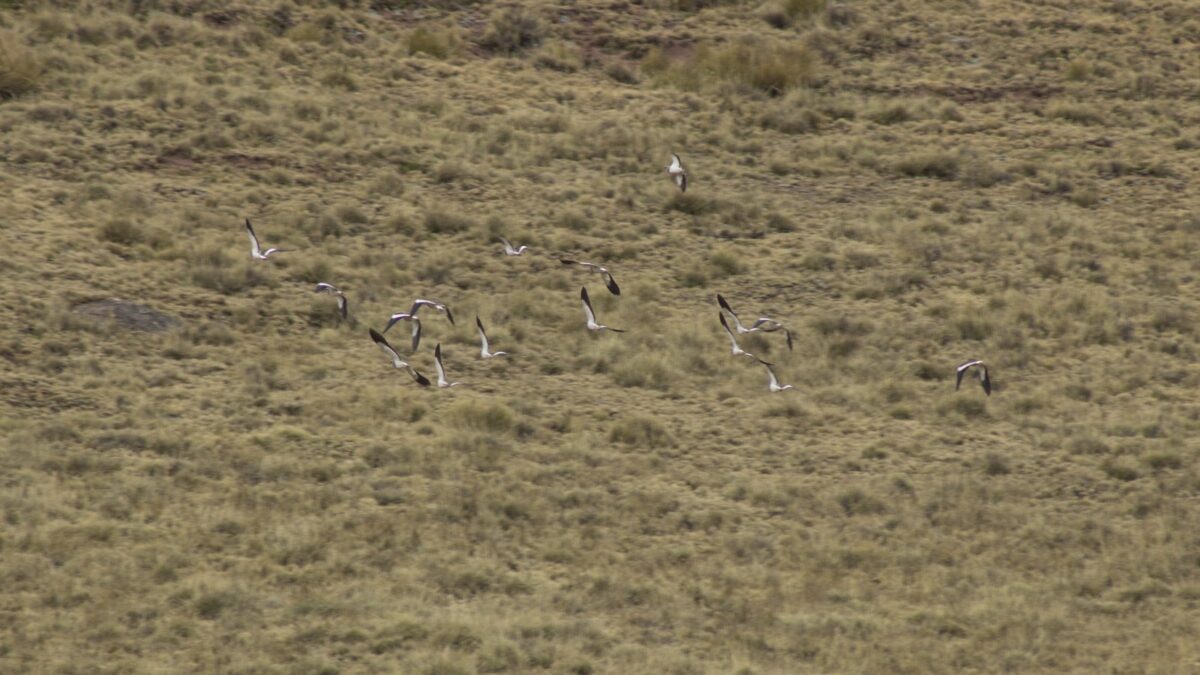 Foto de Queltehue de la Puna (Vanellus resplendens), aves de Chile