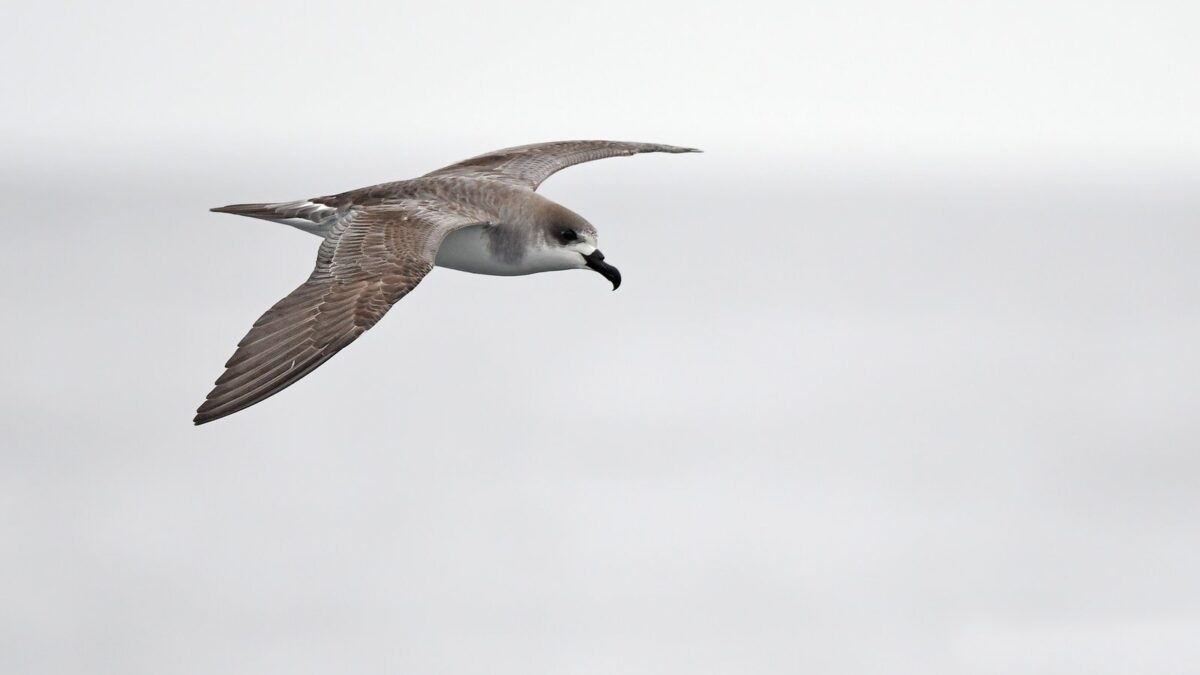 Foto de Quetru chileno (Pterodroma externa), familia Anatidae, aves de Chile