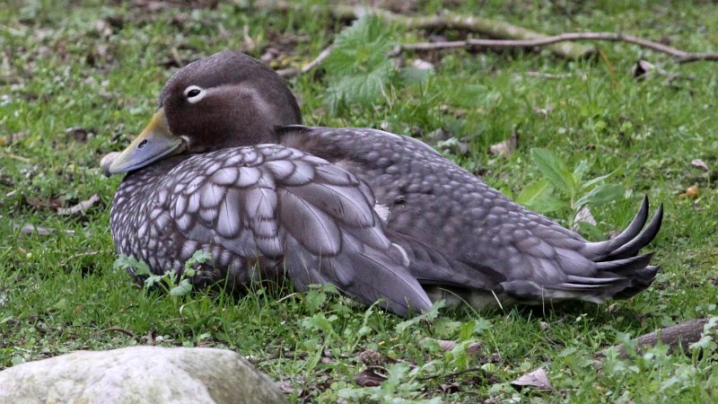 Foto de Quetru volador (Tachyeres patachonicus), familia Anatidae, aves de Chile
