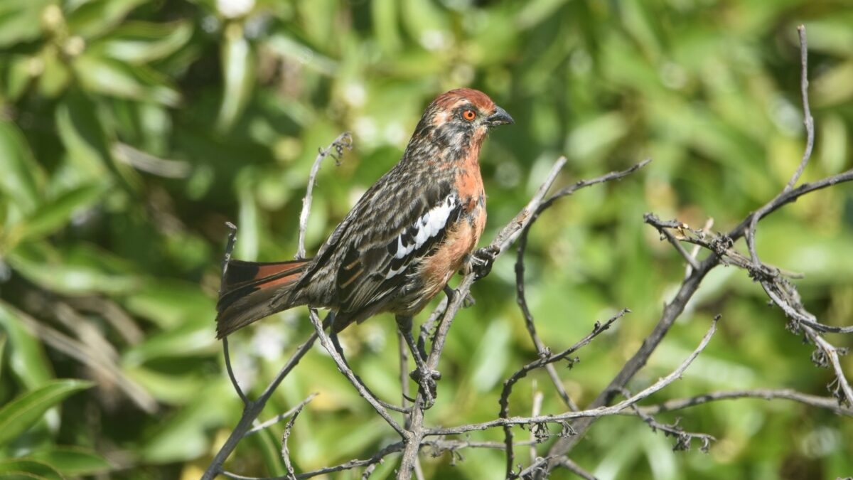 Foto de Rara (Phytotoma rara), familia Not in source, aves de Chile