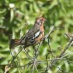 Foto de Rara (Phytotoma rara), familia Not in source, aves de Chile