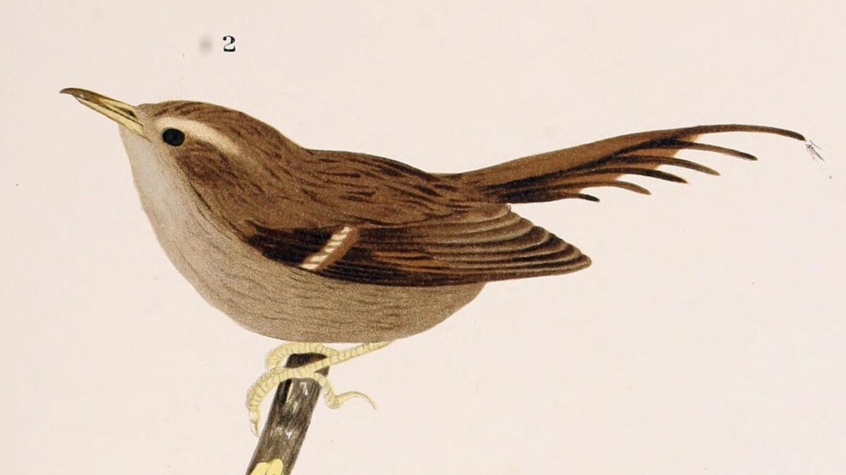 Foto de Rayadito de Masafuera (Aphrastura masafuerae), familia Furnariidae, aves de Chile