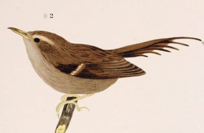 Foto de Rayadito de Masafuera (Aphrastura masafuerae), familia Furnariidae, aves de Chile