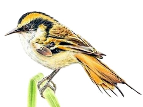 Foto de Rayadito subantartico (Aphrastura subantarctica), familia Furnariidae, aves de Chile