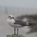 Gaviota Reidora Americana en Chile: gaviota costera de pico rojo y capucha negra