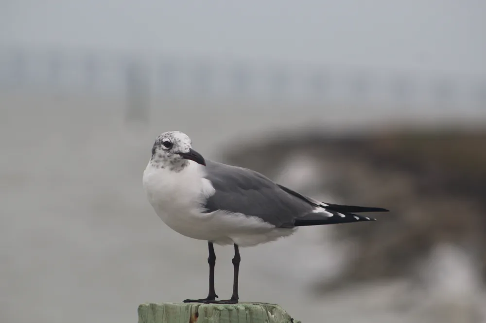 Gaviota Reidora Americana en Chile: gaviota costera de pico rojo y capucha negra