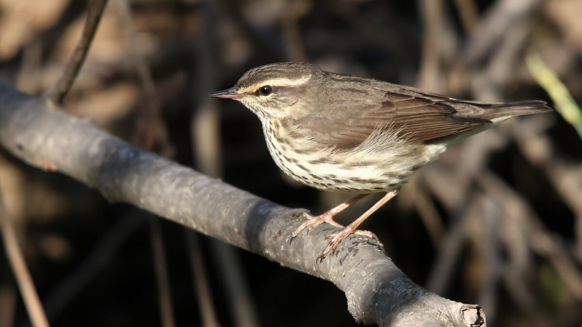 Foto de Reinita acuatica (Parkesia noveboracensis), familia Parulidae, aves de Chile
