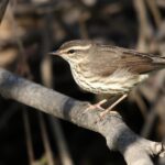 Foto de Reinita acuatica (Parkesia noveboracensis), familia Parulidae, aves de Chile