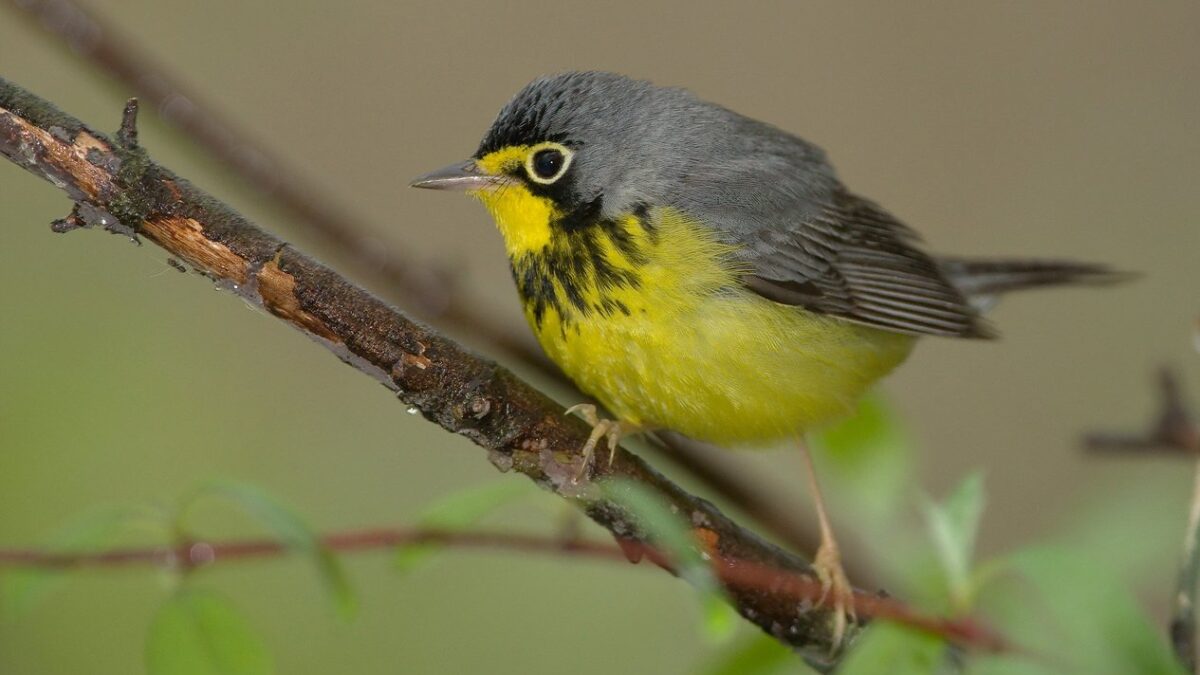 Foto de Reinita de Canada (Cardellina canadensis), familia Parulidae, aves de Chile