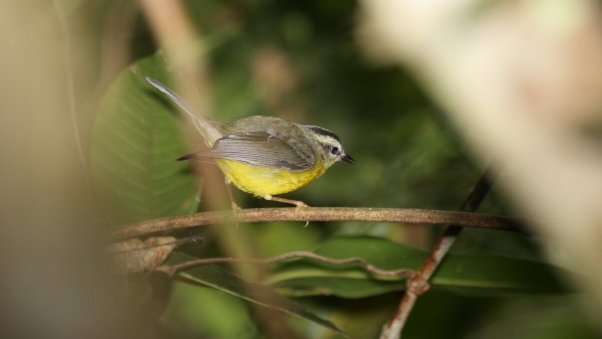Foto de Reinita de dorso verde (Basileuterus culicivorus), familia Parulidae, aves de Chile