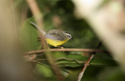 Foto de Reinita de dorso verde (Basileuterus culicivorus), familia Parulidae, aves de Chile