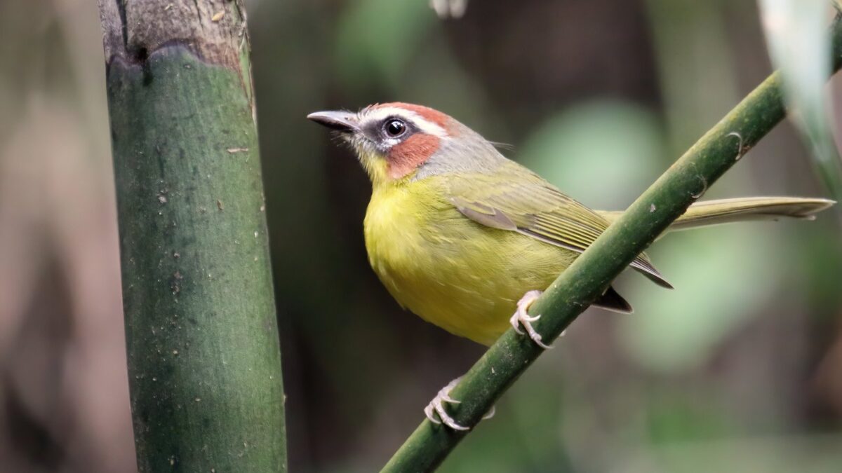 Foto de Reinita de garganta naranja (Geothlypis auricollis), aves de Chile