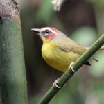 Foto de Reinita de garganta naranja (Geothlypis auricollis), aves de Chile