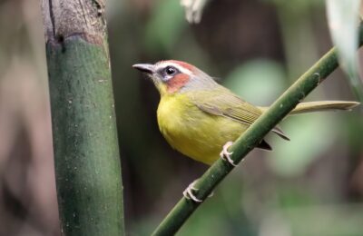 Foto de Reinita de garganta naranja (Geothlypis auricollis), aves de Chile