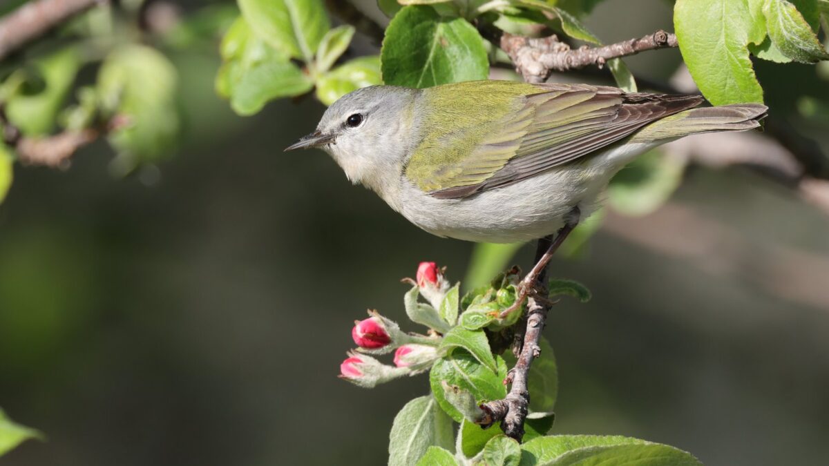 Foto de Reinita de Tennessee (Leiothlypis peregrina), familia Parulidae, aves de Chile