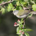 Foto de Reinita de Tennessee (Leiothlypis peregrina), familia Parulidae, aves de Chile