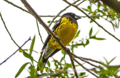 Foto de Rey del bosque (), familia Cardinalidae, aves de Chile